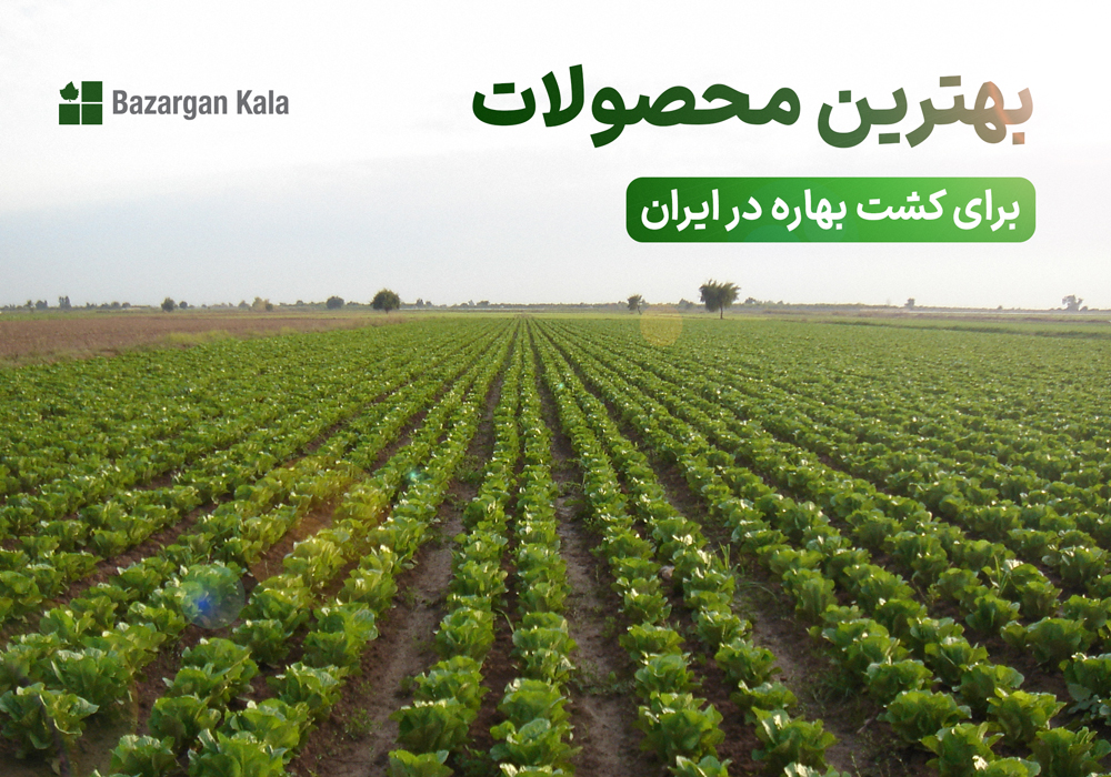 بهترین محصولات برای کشت بهاره در ایران