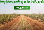 best-fertilizer-pistachio-kernel-filling