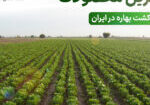 بهترین محصولات برای کشت بهاره در ایران
